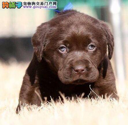 外出期间拉布拉多犬总是乱捡东西吃 请支招