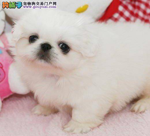 京巴犬好像得了癫痫怎么办