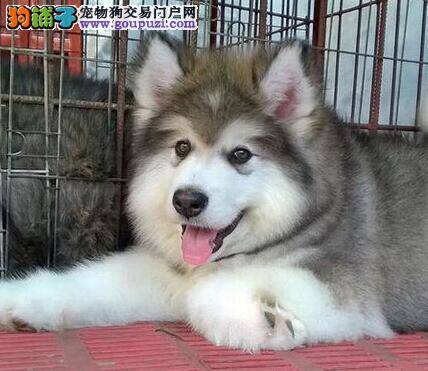 教主人们喂养阿拉斯加雪橇犬幼犬