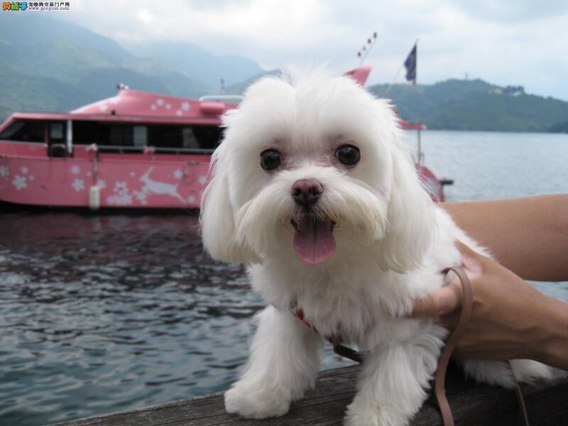 面对马尔济斯犬不同的疾病大家要怎么解决