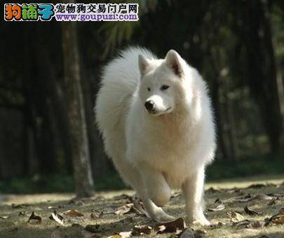 萨摩耶犬最健康营养美味的肉制狗粮
