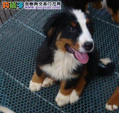 饲主如何科学护理产后的伯恩山母犬及仔犬