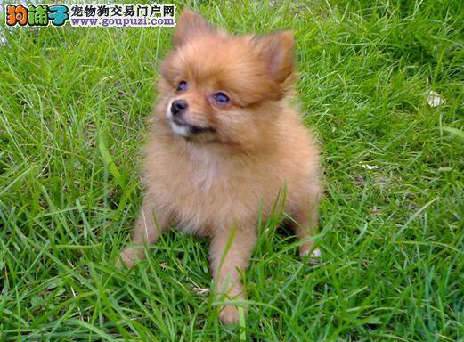 狗狗大胆向前走 怎样使博美犬的胆子变大