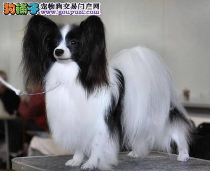 蝴蝶犬很勇猛吗