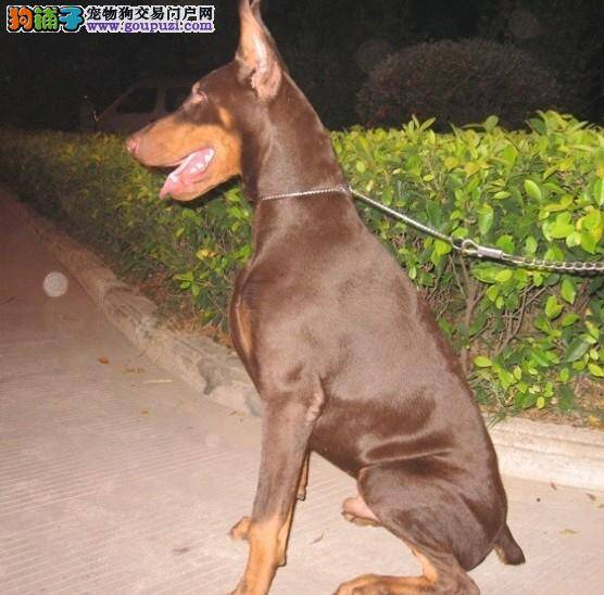 急求 杜宾犬一直乱叫怎么办