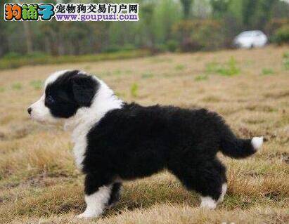 边境牧羊犬为什么总弓着腰走路