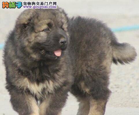 如何避免运动对高加索犬造成的巨大伤害