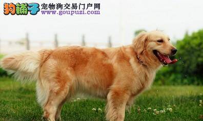 科学照顾金毛犬需要注意哪些事情