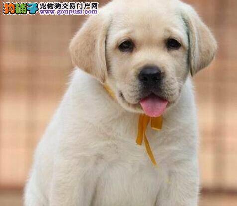 拉布拉多犬吃什么钙片好 分量是多少