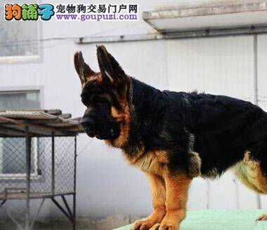 德国牧羊犬出现白内障如何医治