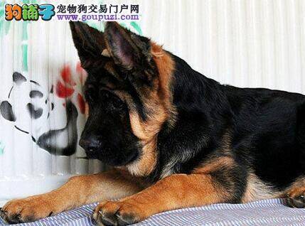 怎样训练德国牧羊犬让它学会向主人发出警报