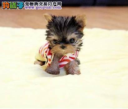 狗狗美容达人告诉你如何给约克夏犬美丽大变身
