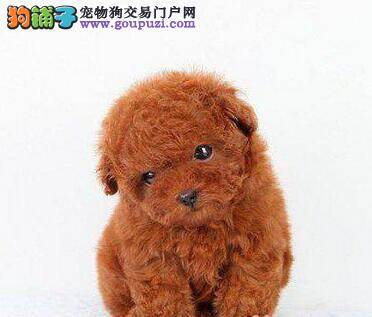 如何训练四个月的泰迪犬学会文明如厕
