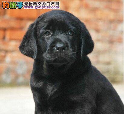 怎样改变拉布拉多犬乱咬东西的不良习惯