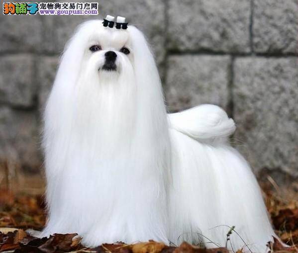 幼犬狗粮用冷水泡好还是用开水泡好