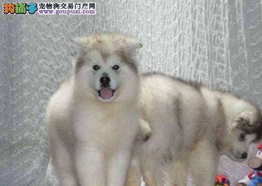 阿拉斯加犬喂养与护理的要领