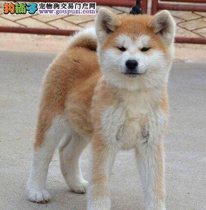 秋田犬不吃东西还呕吐怎么回事儿