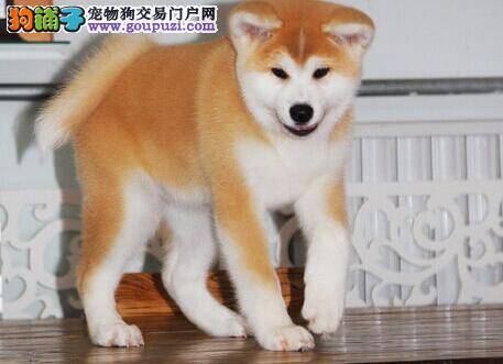 如何训练秋田犬拒绝吃他人给予的食物