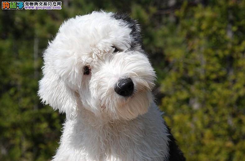 古代牧羊犬吠叫的原因以及制止方法