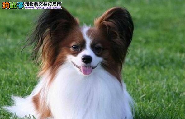 生活小助手之轻松给蝴蝶犬完成修剪任务