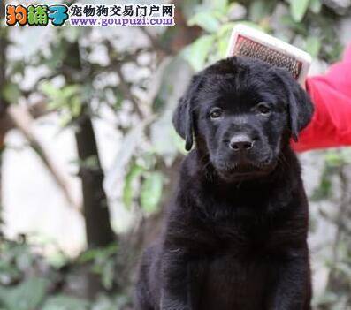 拉布拉多犬毛发稀疏的原因和解决方法