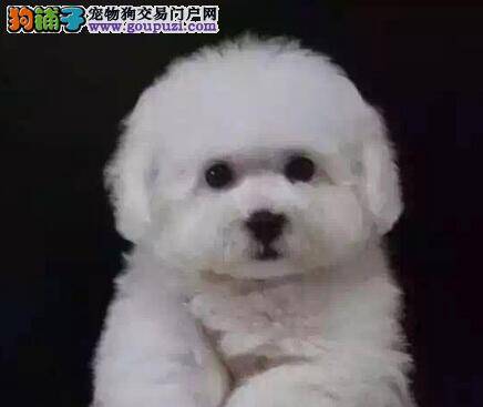 两个月大的比熊犬为什么不能吃咬胶