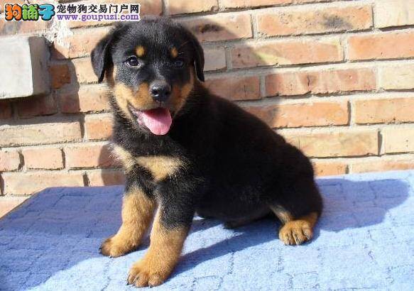 让罗威纳犬接受陌生狗狗的小妙招