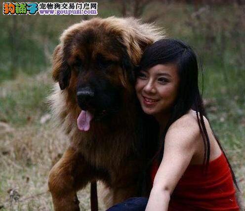 健康年轻态 保持高加索犬愉悦心情的方法