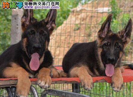 怎样防止德国牧羊犬缺钙以及防治方法