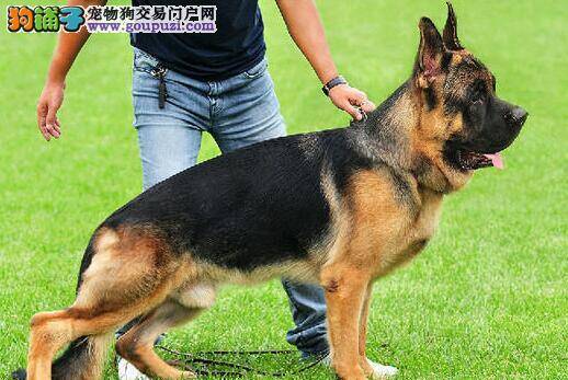 初次饲养德国牧羊犬需要注意哪些事宜