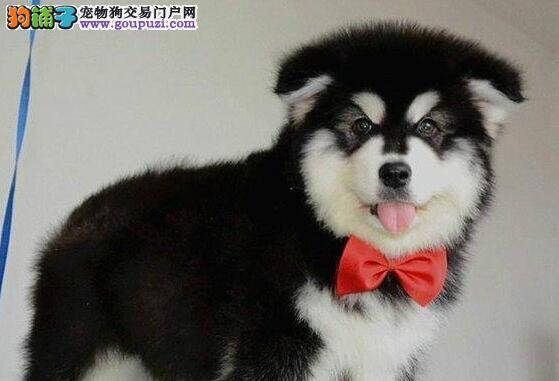 现在阿拉斯加犬也可以美容啦