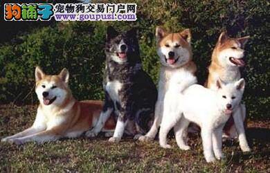 教你了解秋田犬生病前的有关征兆