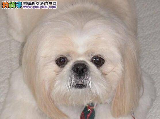 宠物达人支招 轻松喂养初进家门的京巴犬