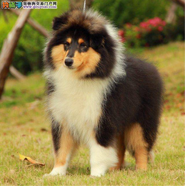 喜乐蒂犬生完小宝宝多久能洗澡