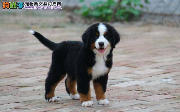 如何给伯恩山犬准确的测体温