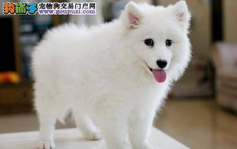 性格从小塑造 训练银狐犬养成独立的性格