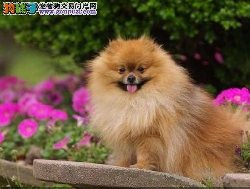 饲养博美犬之前主人们要准备的物品