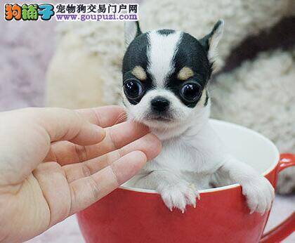 吉娃娃幼犬的护理知识全知道