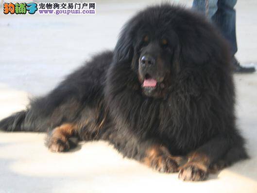 藏獒的搜索训练是怎样进行的