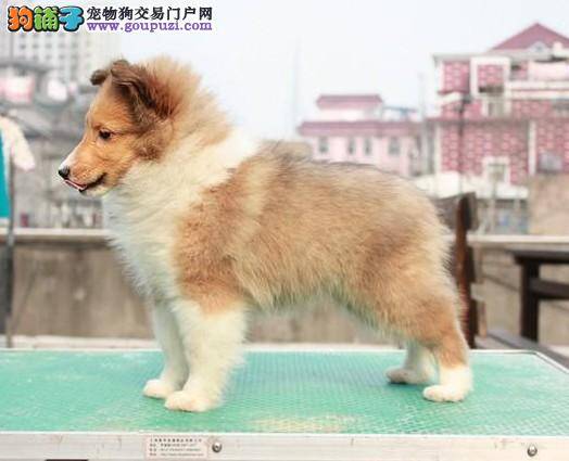 喜乐蒂犬两条前腿颤抖是不是缺钙