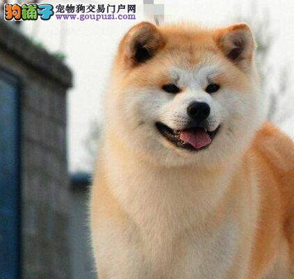 如何预防秋田犬患上夏季综合症