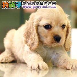 学会处理可卡犬的意外事故