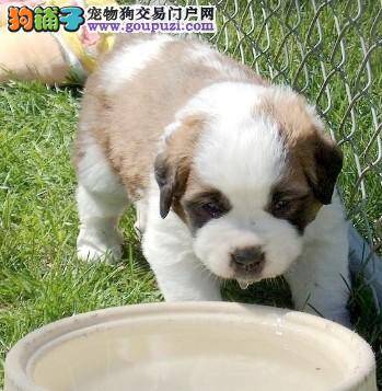 黄金季节饲主怎么护理伯恩山犬好