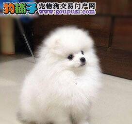 两个月的博美犬有点便秘应如何治愈