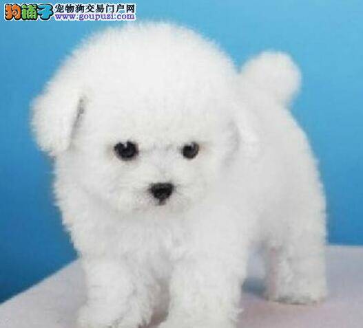 保证狗狗健康 做好比熊犬足部保健