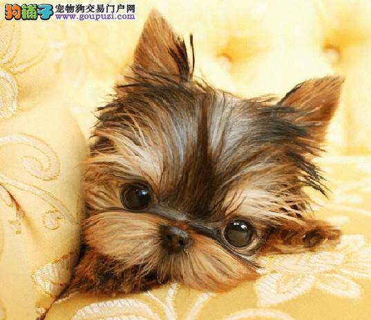 了解训练约克夏的意义与方法