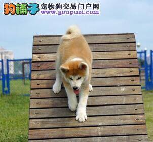 分享饲养秋田犬的若干心情