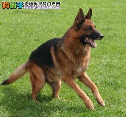 讲卫生勤洗“手” 德国牧羊犬的“手”部护理也重要