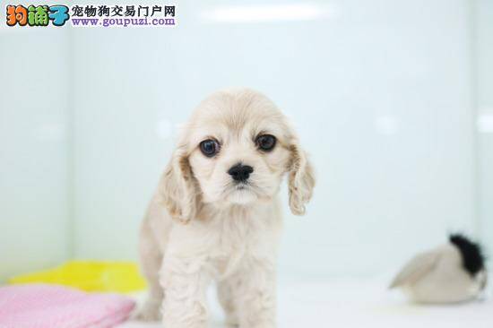 可卡犬犬瘟痊愈后家中要如何消毒