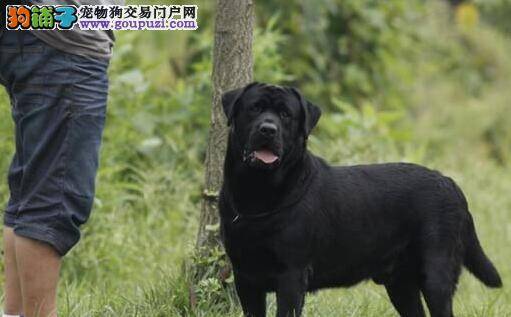 拉布拉多犬吃什么奶粉好